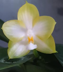 Phalaenopsis Yaphon Gelacea