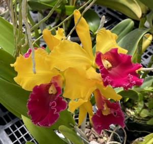 Rhyncholaeliocattleya Shinfong Castle