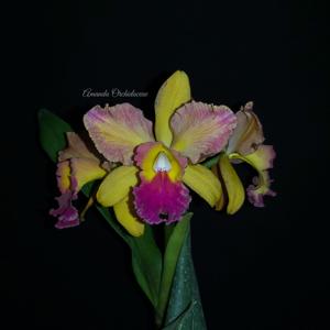 Rhyncholaeliocattleya Soerya Jelita