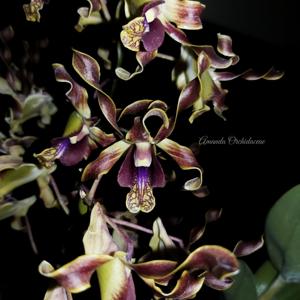 Dendrobium Harmoni