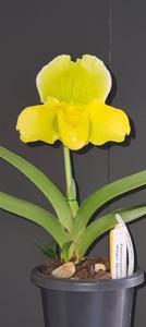 Paphiopedilum Magic Mood