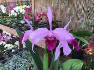 Cattleya Pulcherrima
