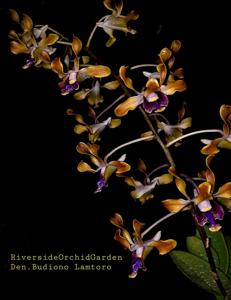 Dendrobium Budiono Lamtoro