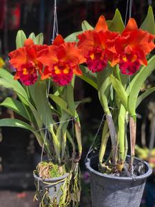 Rhyncholaeliocattleya Siam Aurora