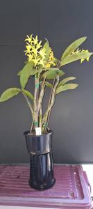 Dendrobium Brimbank Digger