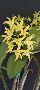 Dendrobium Brimbank Digger