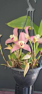 Lycaste Rowland