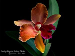 Cattleya Elizabeth Fulton