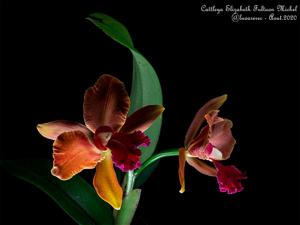 Cattleya Elizabeth Fulton