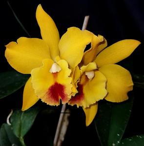 Rhyncholaeliocattleya Haadyai Delight