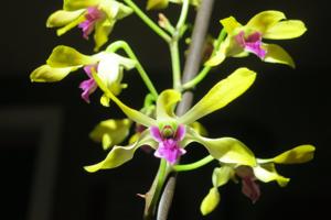 Dendrobium Tsiku Statice