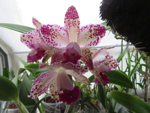 Rhyncholaeliocattleya Happy Freckles