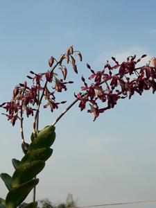 Dendrobium Wira Pride