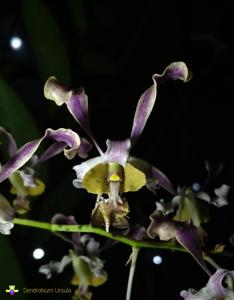 Dendrobium Ursula