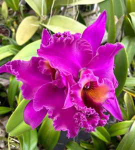 Rhyncholaeliocattleya Raye Holmes