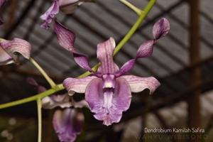 Dendrobium Kamilah Safira