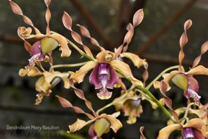 Dendrobium Meiry Nasution