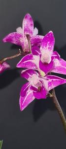 Dendrobium Space Oddity