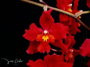 Oncidium Cholita Cuencana