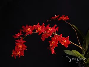 Oncidium Cholita Cuencana