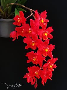 Oncidium Cholita Cuencana