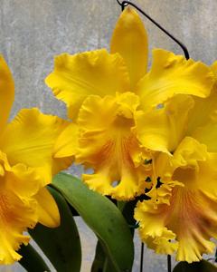 Rhyncholaeliocattleya Chief Prince