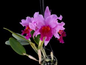 Cattleya Soulange