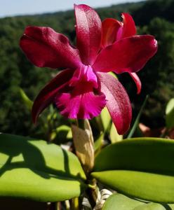 Cattleya Jalapa