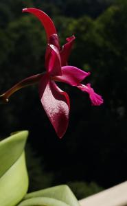 Cattleya Jalapa