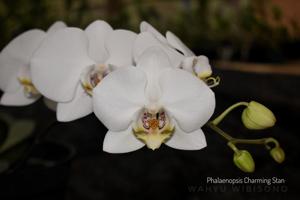 Phalaenopsis Charming Stan