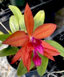 Cattleya Gratrixiae