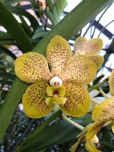 Vanda Monica Graf