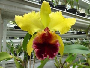 Cattleya Alma Wichmann