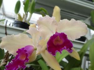 Cattleya Danaé