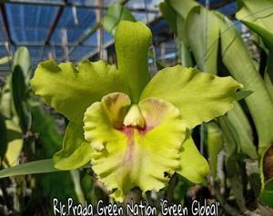 Rhyncholaeliocattleya Prada Green Nation