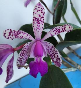 Cattleya Calummata