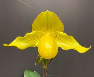 Paphiopedilum Gold Strike