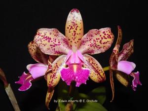 Rhyncholaeliocattleya Spotted Fantasy