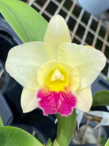 Cattleya Angel Song