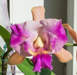 Rhyncholaeliocattleya Shiniti Ishikawa