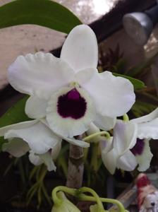 Dendrobium Yukidaruma