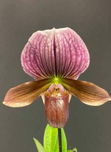 Paphiopedilum Doya Red Rose