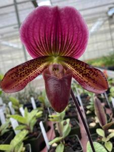 Paphiopedilum Doya Red Rose