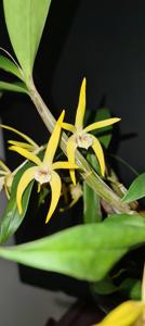 Dendrobium Star of Gold