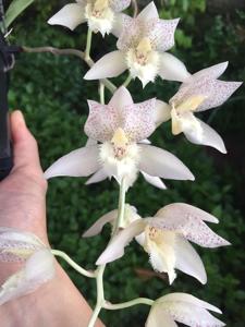 Clowesetum Cheryl Erins