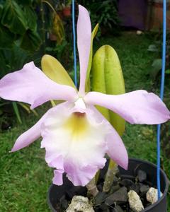 <i>Rhyncholaeliocattleya</i> Memory Lane