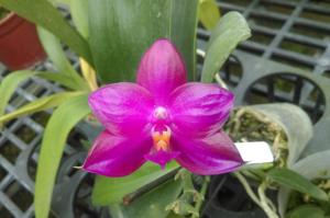 Phalaenopsis Sopi Love