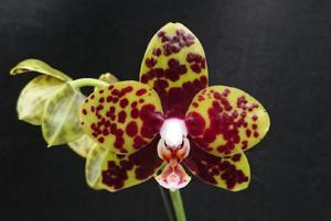 Phalaenopsis Fonseca Alfaro