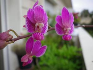 Phalaenopsis San Shia Swan