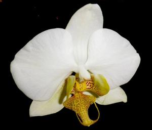 Phalaenopsis Leda